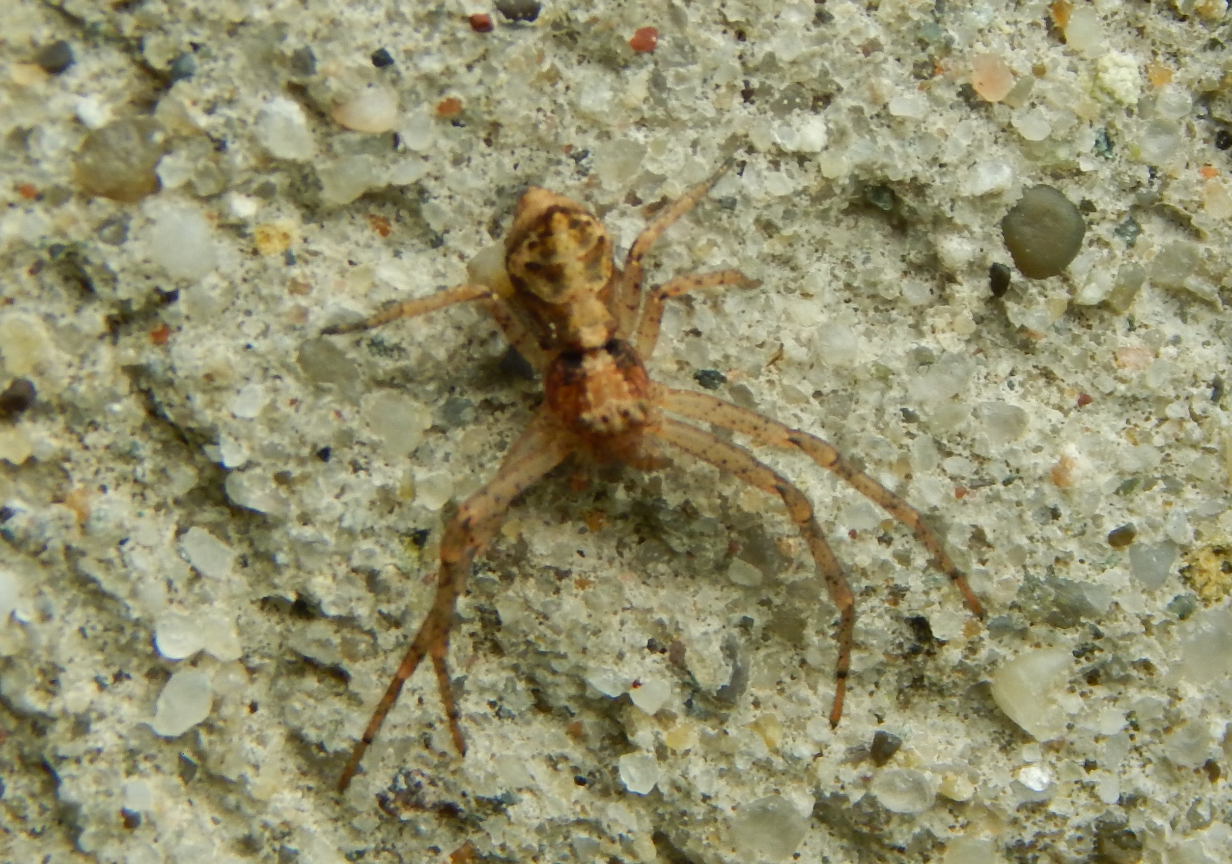Tmarus