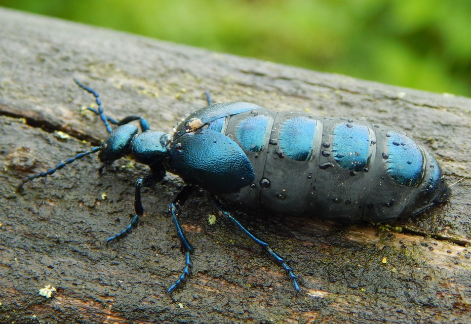 Meloe violaceus - kék nünüke