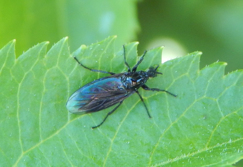 Dilophus