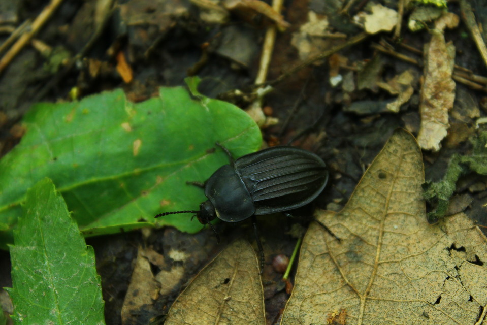 Silpha carinata - karimás dögbogár