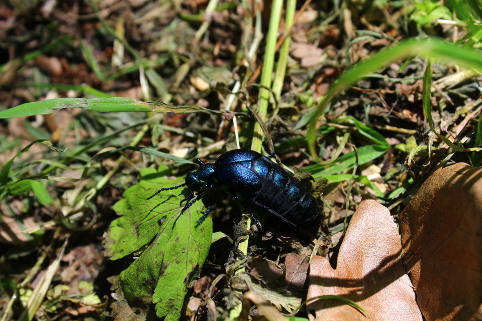 Meloe violaceus - kék nünüke