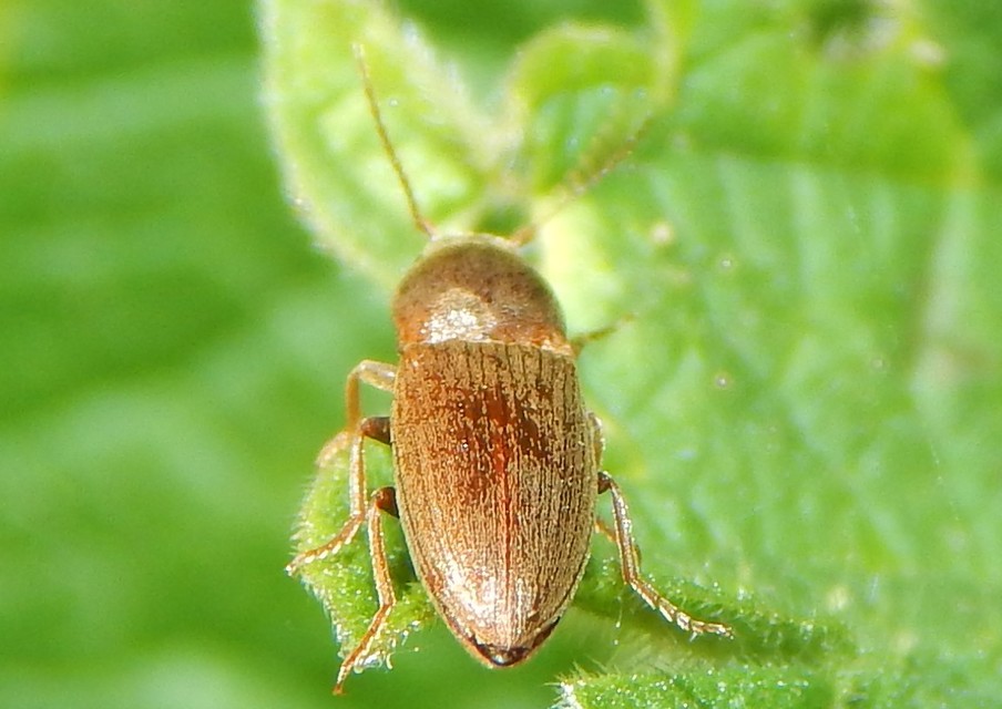 Agriotes
