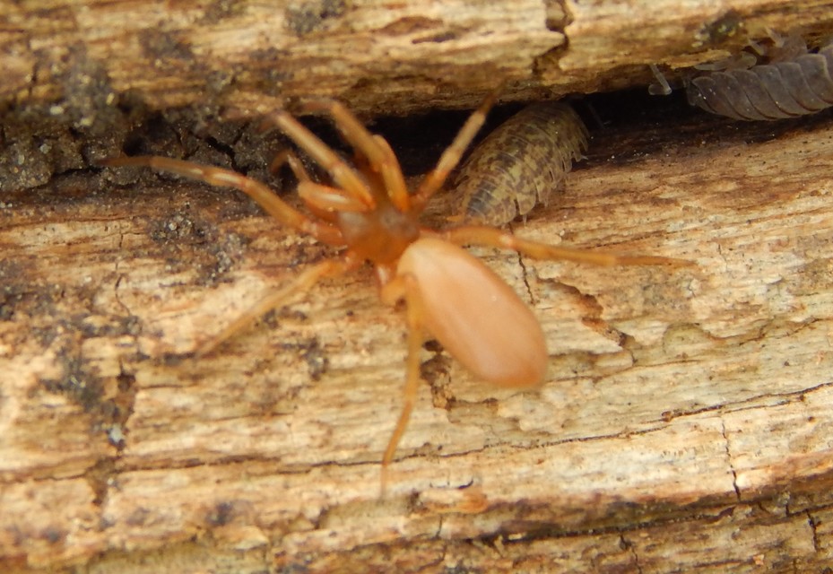Dysderidae - fojtópókok