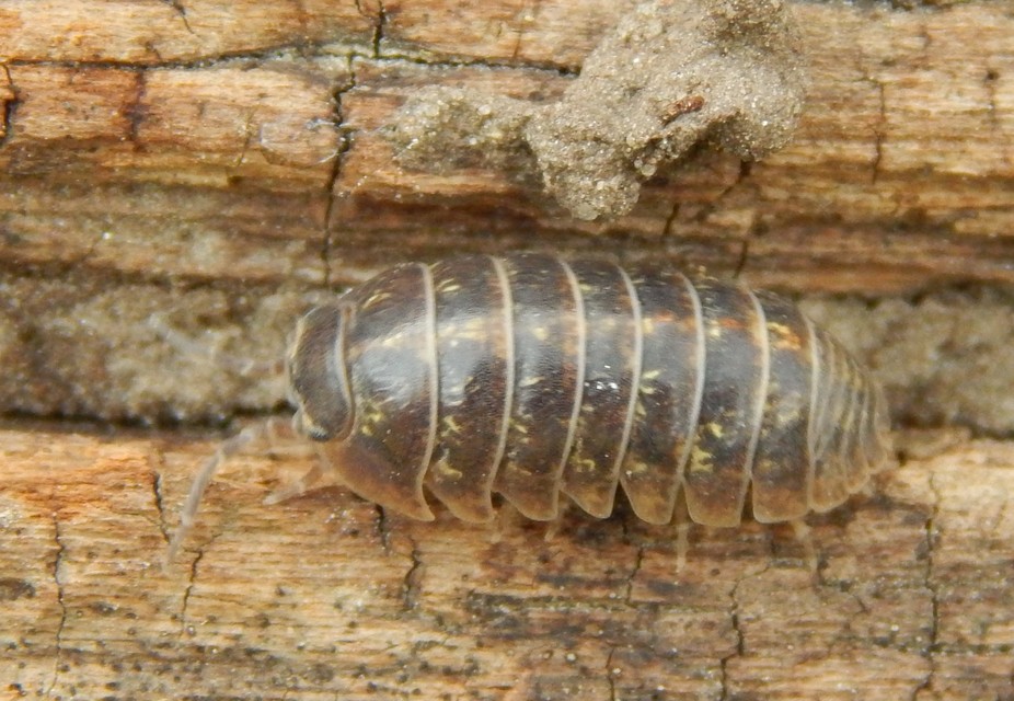 Armadillidium