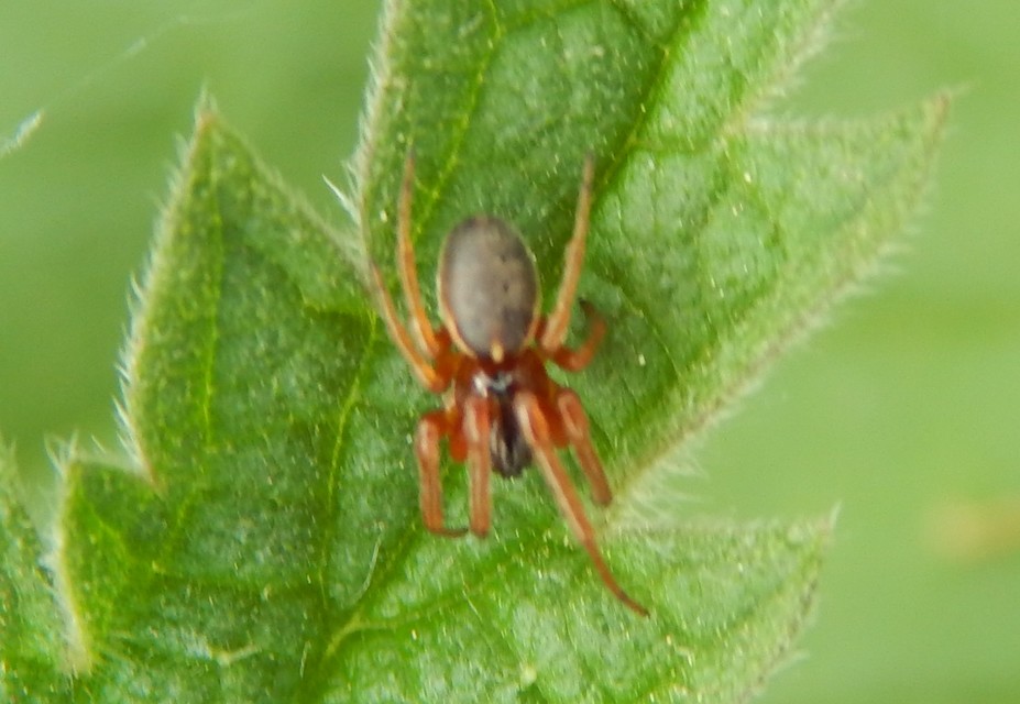 Pachygnatha