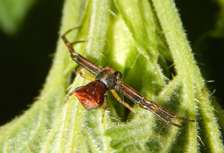 Pistius truncatus - csonka karolópók