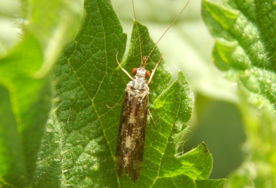 Trichoptera - Tegzesek