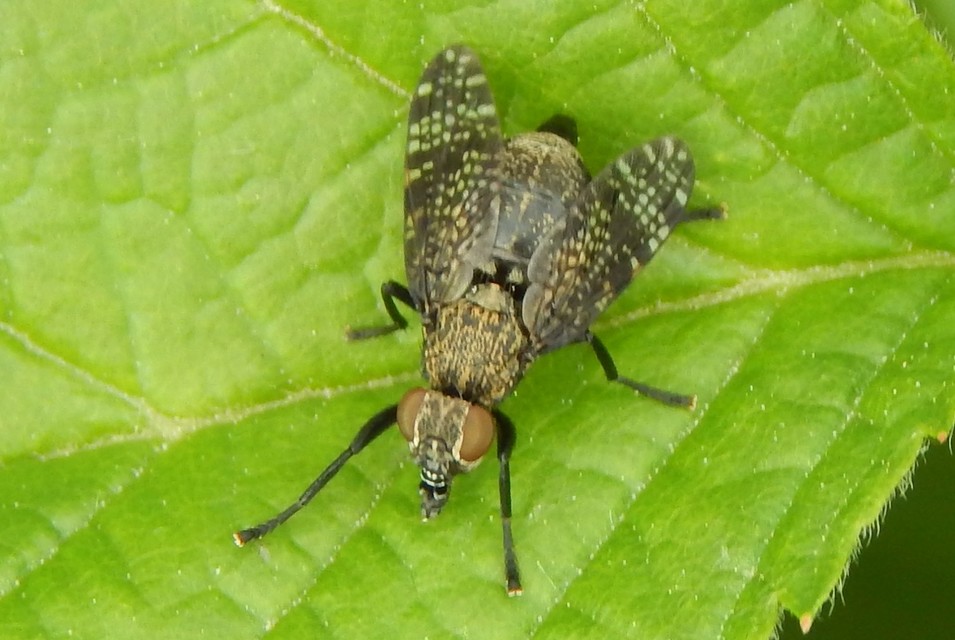Platystoma