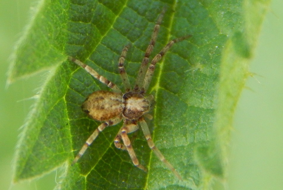 Philodromus