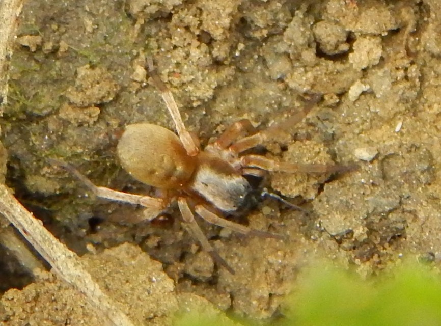 Clubiona