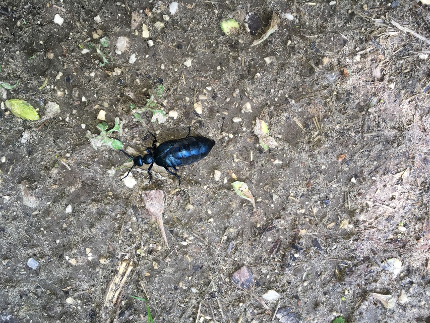 Meloe violaceus - kék nünüke