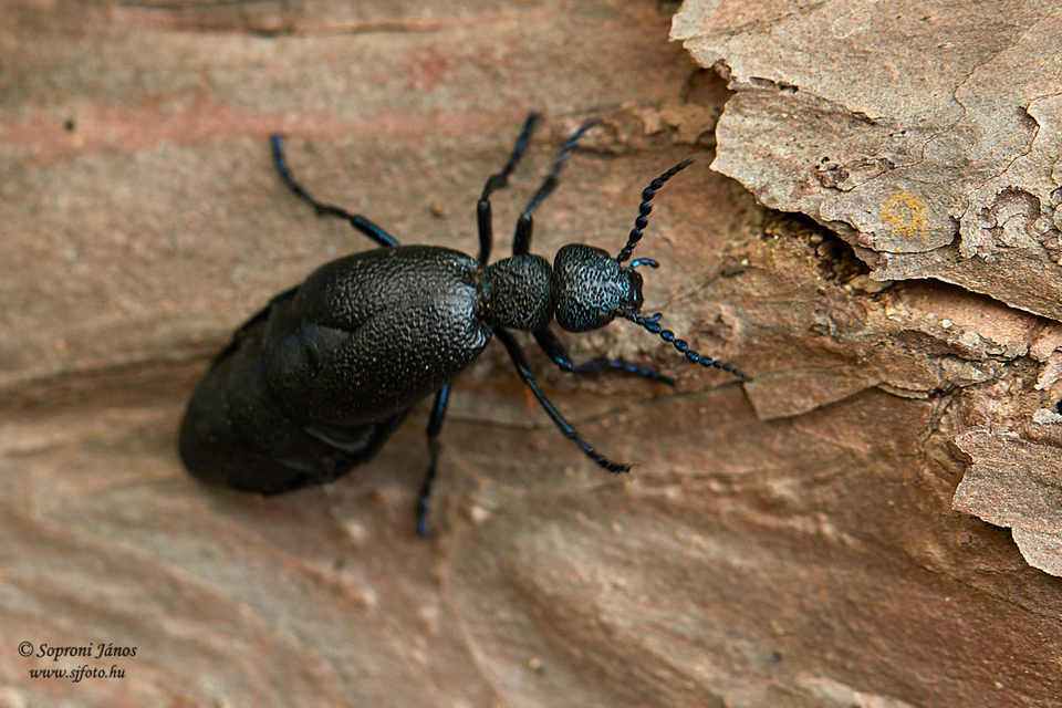 Meloe proscarabaeus - közönséges nünüke