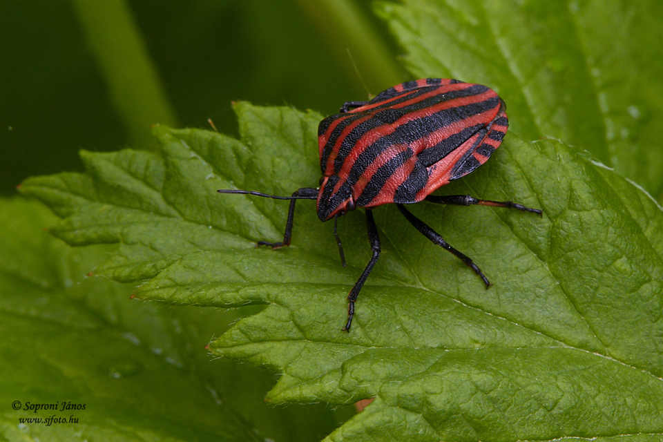 Graphosoma italicum - csíkos pajzsospoloska