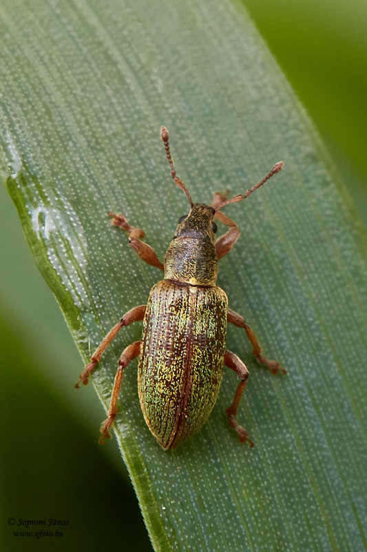 Polydrusus impar - fenyves-lombormányos