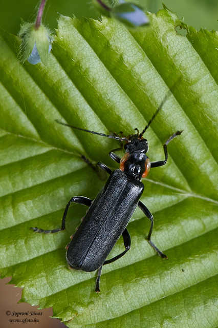 Cantharis paradoxa