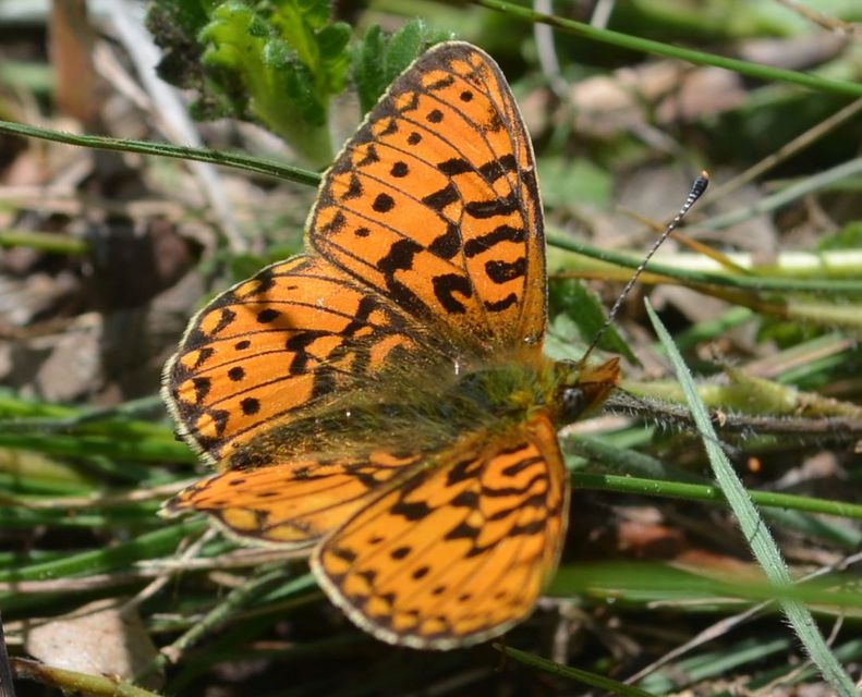 Boloria euphrosyne - árvácska-gyöngyházlepke