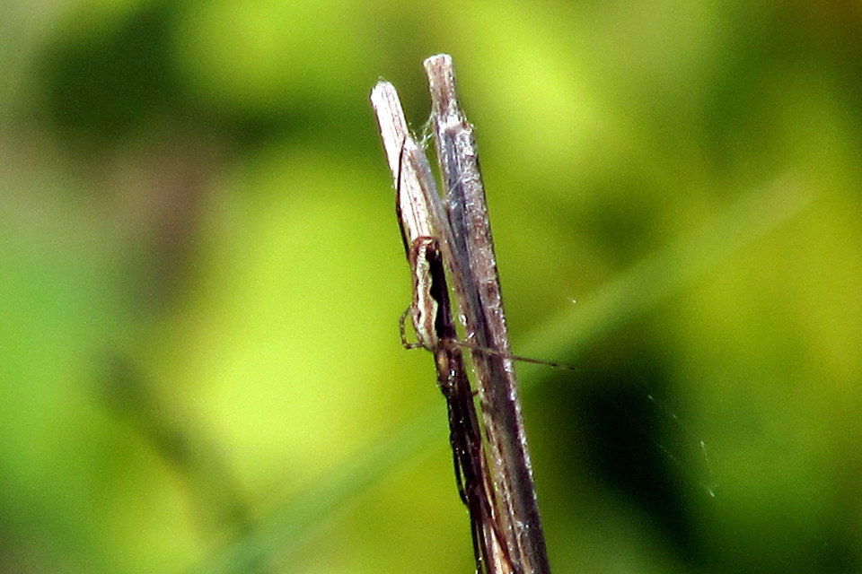 Tetragnatha