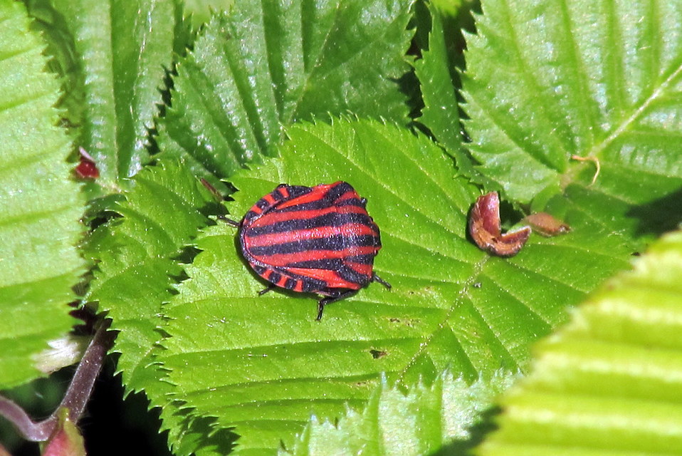 Graphosoma italicum - csíkos pajzsospoloska