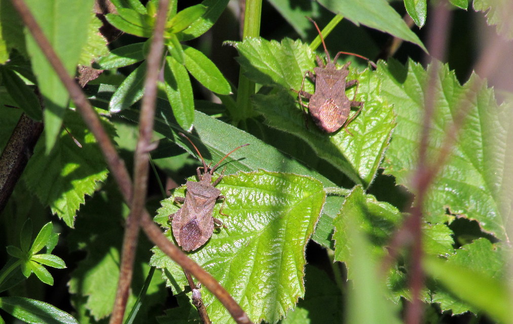 Coreus marginatus - közönséges karimáspoloska