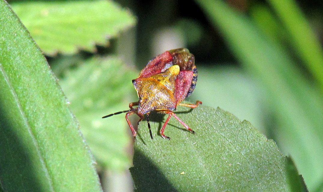 Carpocoris Carpocoris