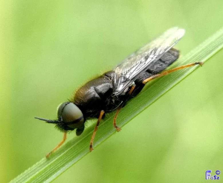Odontomyia tigrina - fekete zömöklégy