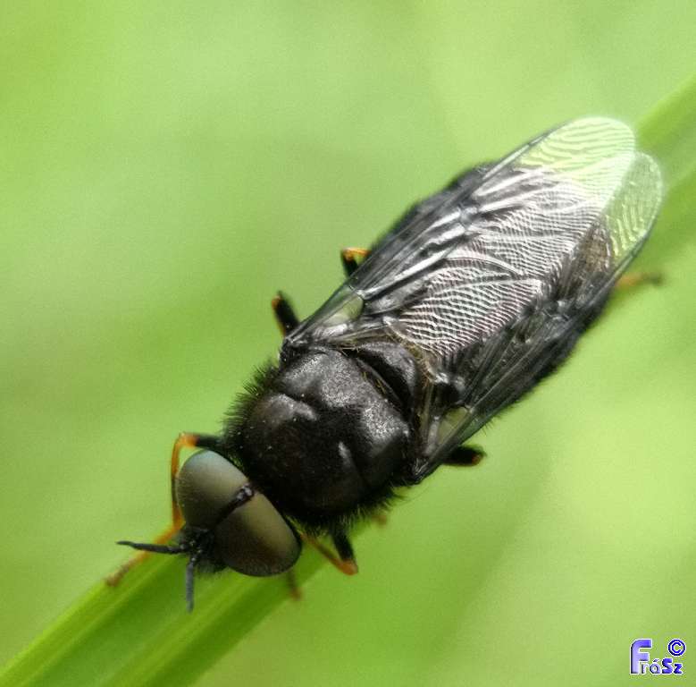 Odontomyia tigrina - fekete zömöklégy
