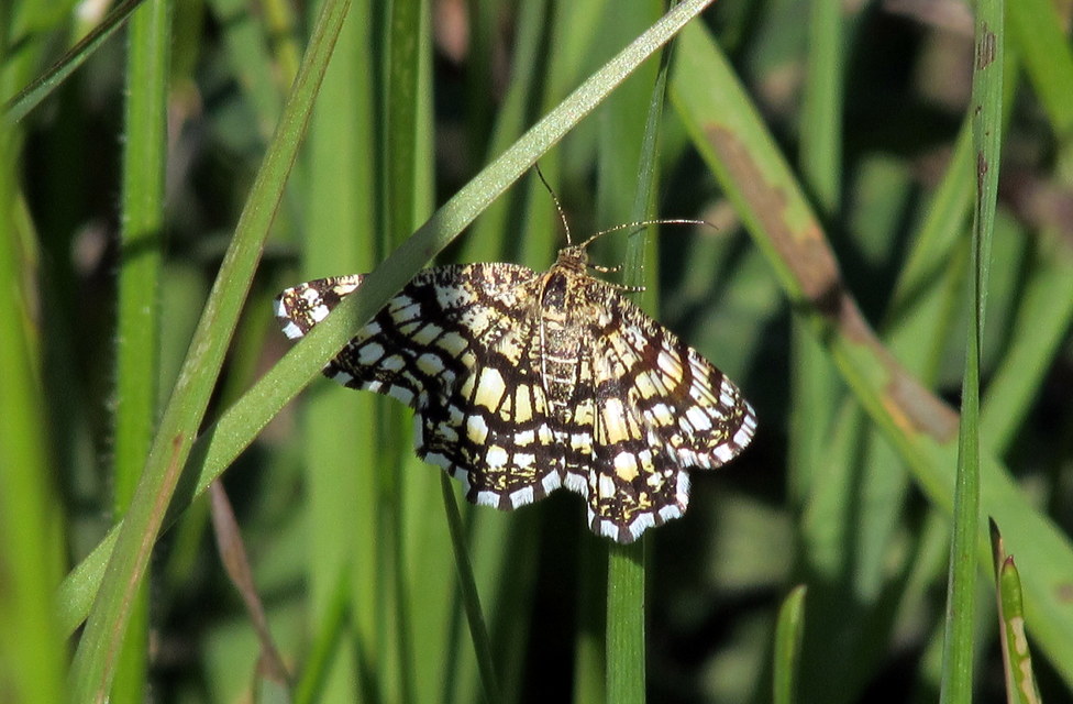 Chiasmia clathrata - rácsos rétiaraszoló