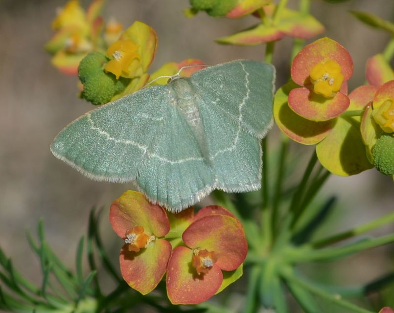 Chlorissa cloraria - sárgászöld araszoló