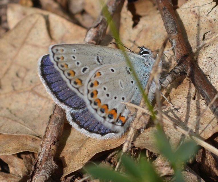Plebejus argyrognomon - tintakék boglárka