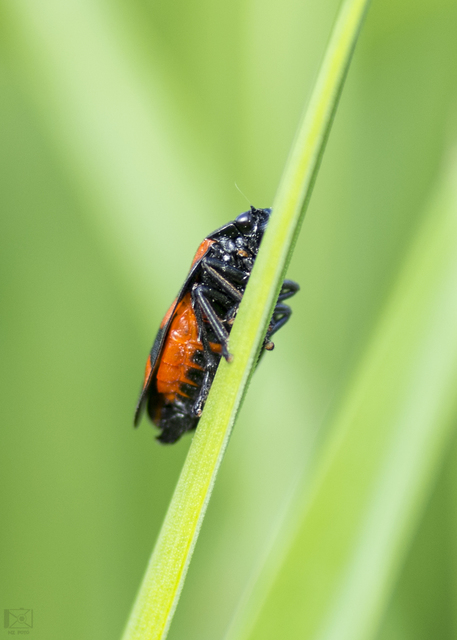 Cercopis arcuata/sanguinolenta