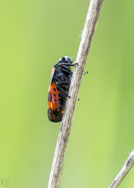 Cercopis sanguinolenta