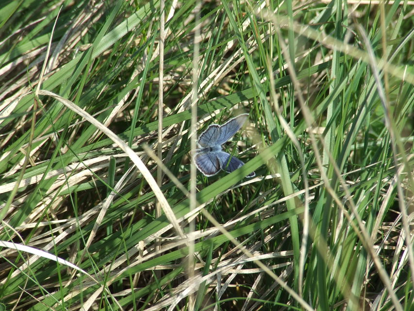 Plebejus argyrognomon - tintakék boglárka
