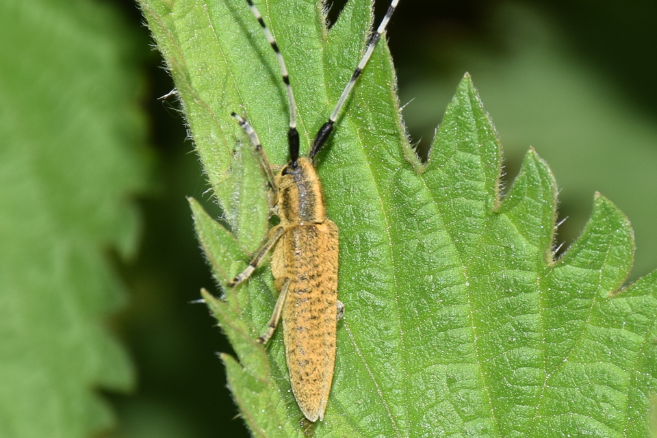 Agapanthia villosoviridescens - fehérgyűrűs bogáncscincér