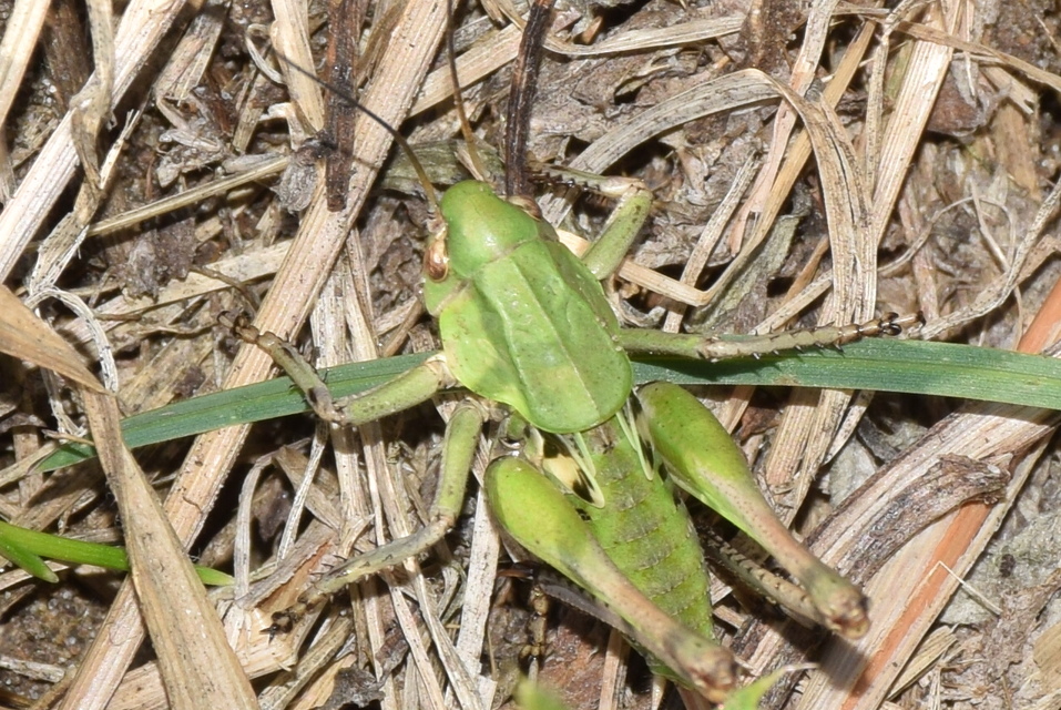 Decticus verrucivorus - szemölcsevő szöcske