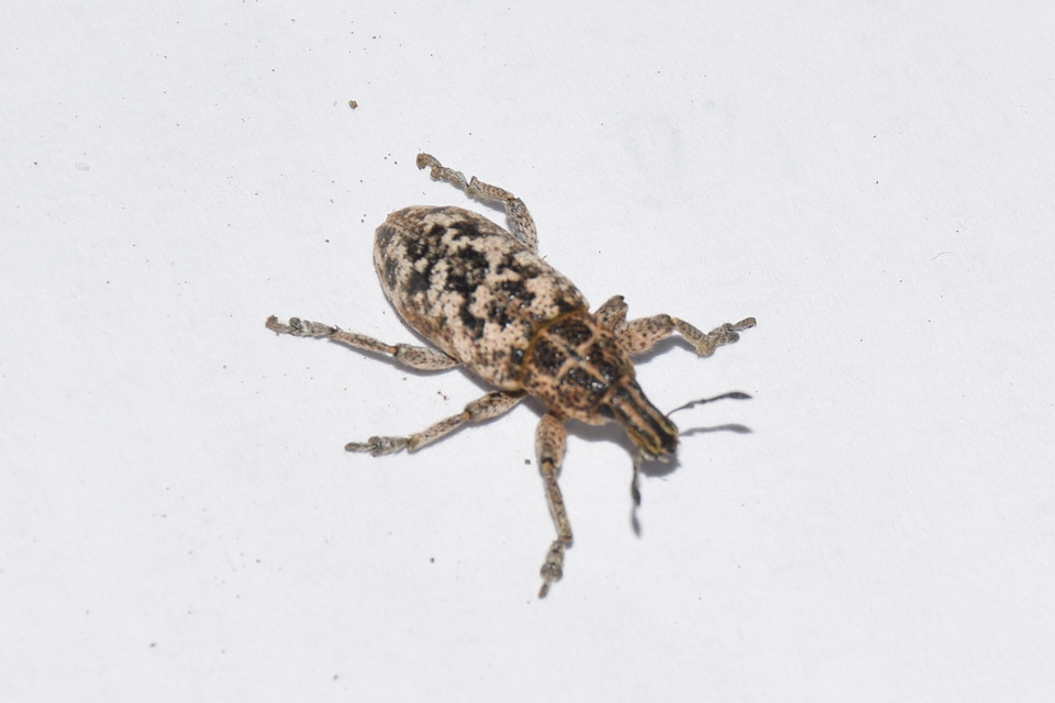 Cyphocleonus dealbatus - márványos barkó