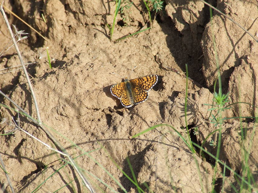 Melitaea cinxia - réti tarkalepke