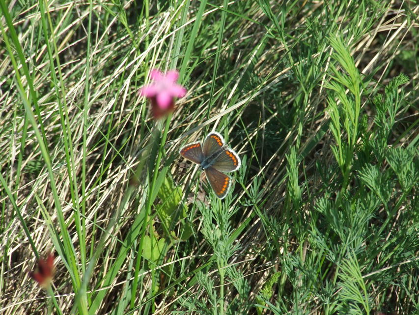 Aricia agestis - szerecsenboglárka
