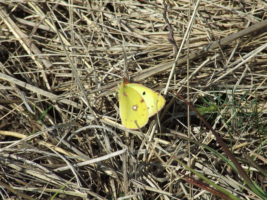 Colias alfacariensis - déli kéneslepke