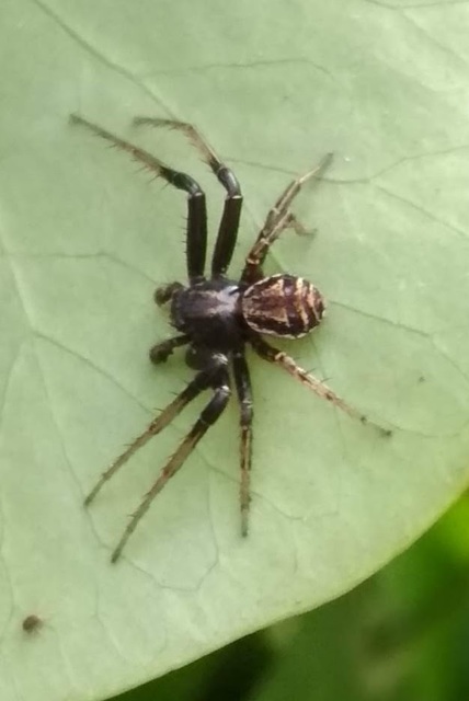 Xysticus kochi - közönséges karolópók