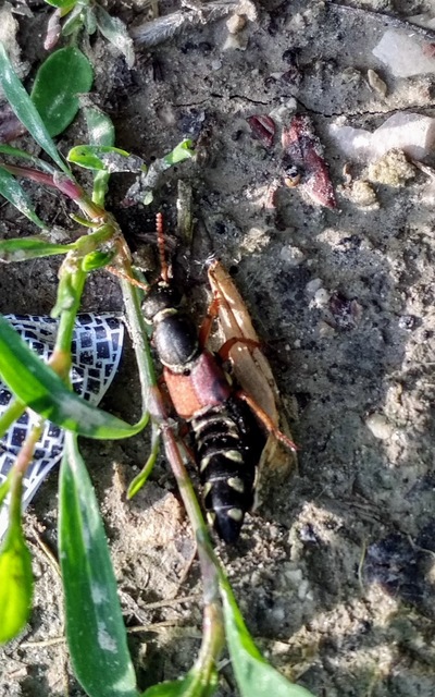 Staphylinus caesareus - aranysujtásos holyva