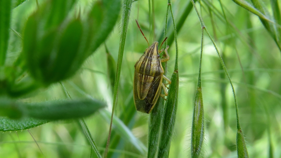 Aelia acuminata - közönséges szipolypoloska Aelia acuminata - közönséges szipolypoloska