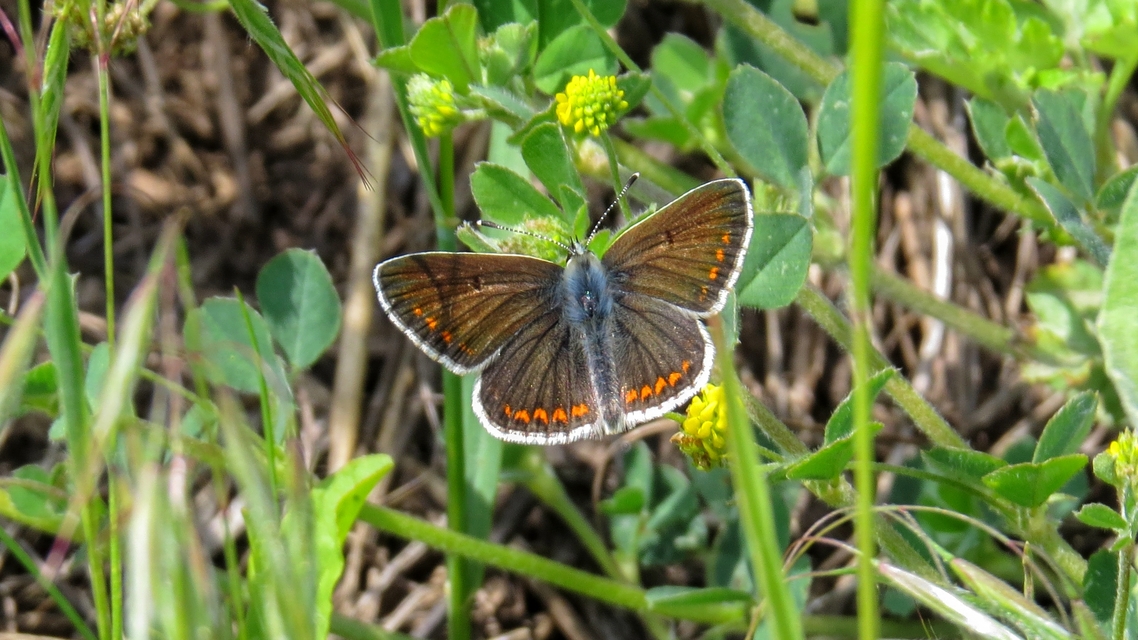 Aricia agestis - szerecsenboglárka