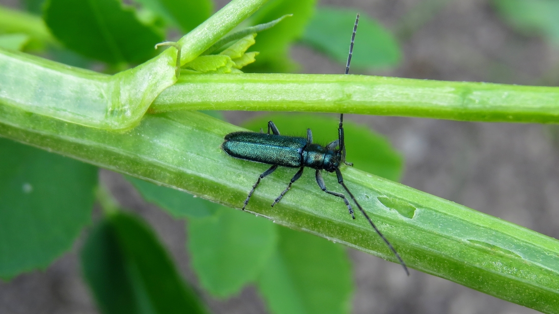 Agapanthia violacea - kék somkórócincér