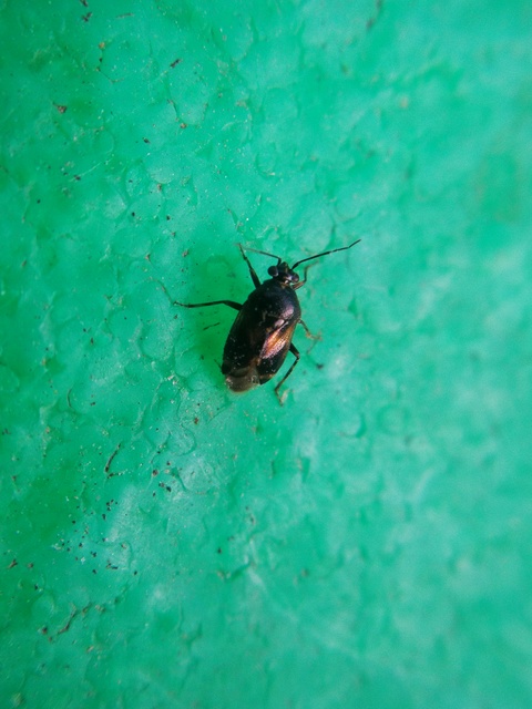 Deraeocoris serenus - hamvas mezeipoloska