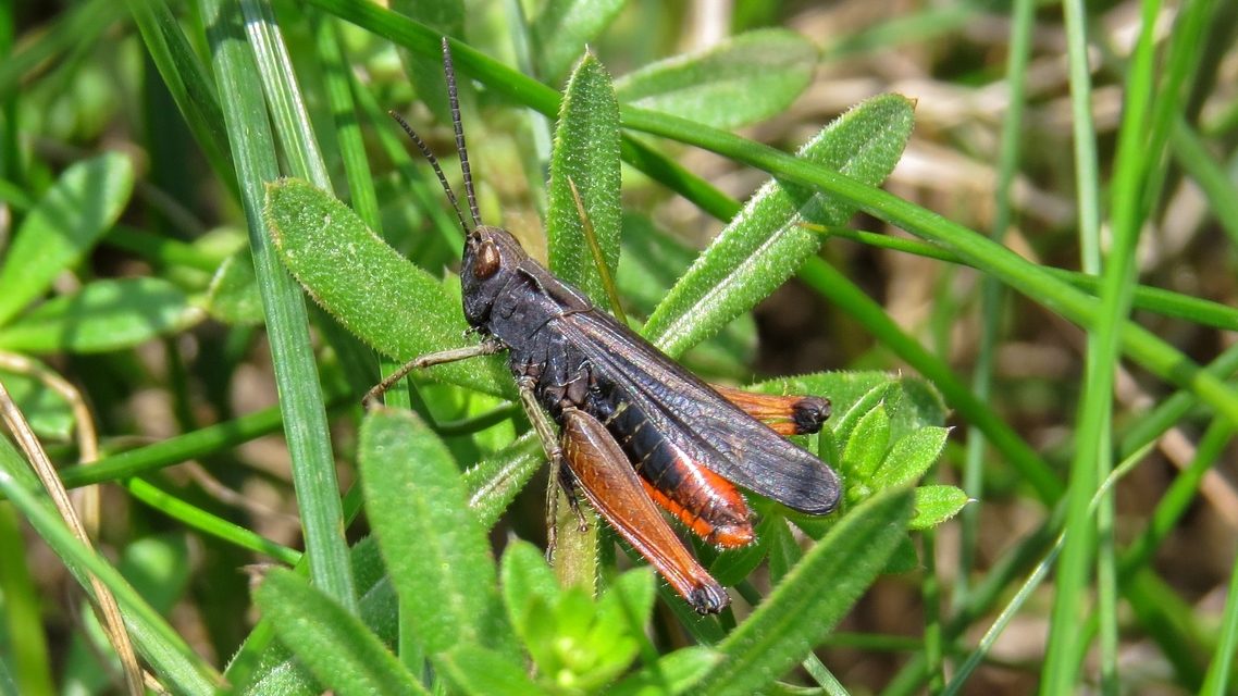 Omocestus rufipes - vöröshasú tarlósáska