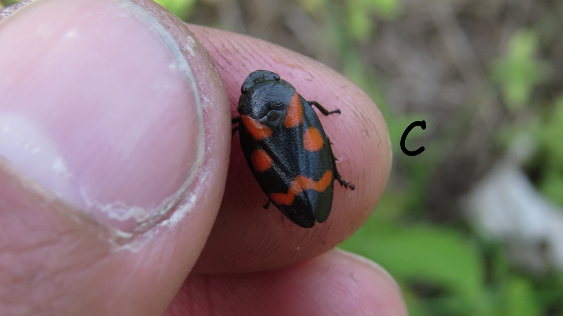 Cercopis sanguinolenta
