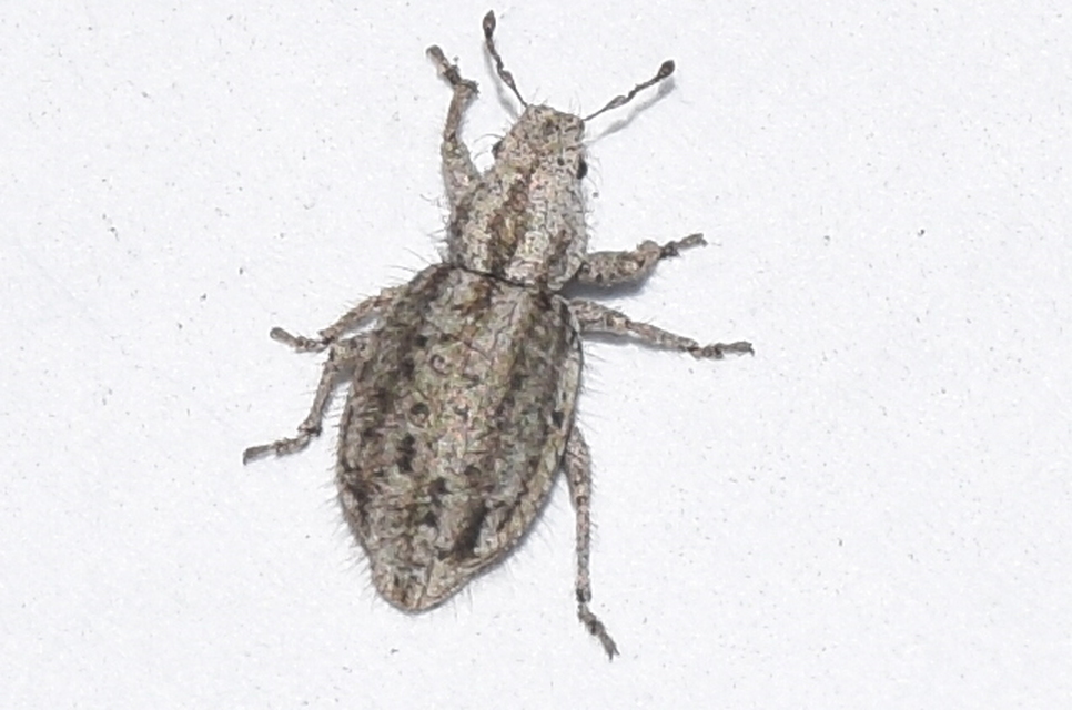 Cycloderes pilosulus - pikkelyeslábú ormányos