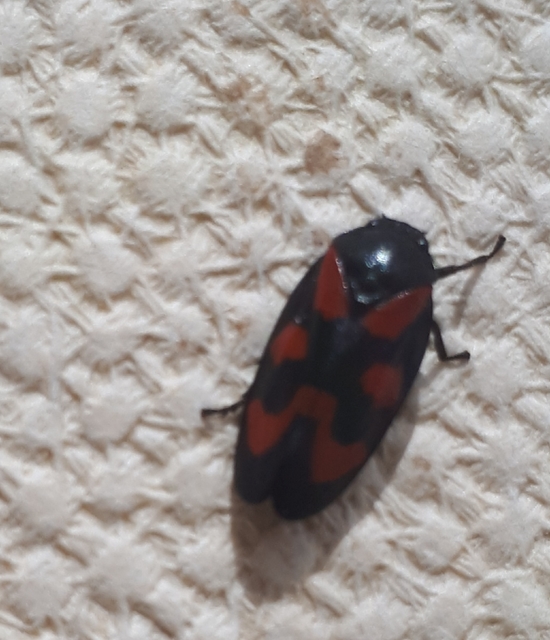 Cercopis vulnerata