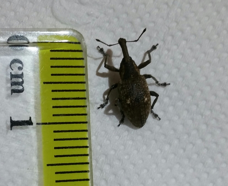 Lepyrus palustris - kétpettyes fűzormányos