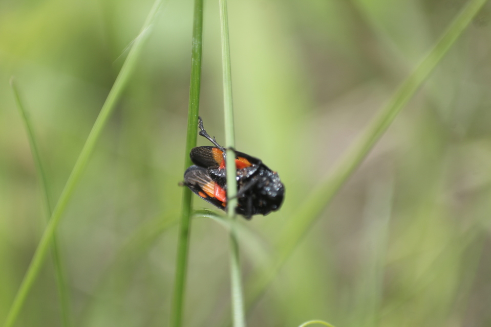 Cercopis arcuata
